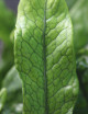 Plants terrariums Microsorum crocodyllus