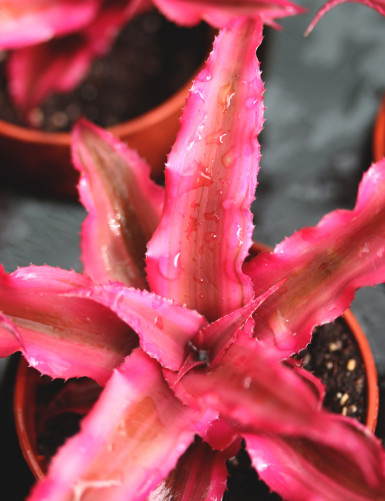 Plantes terrariums Cryptanthe bivittatus red