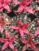 Cryptanthe bivittatus terrarium plants
