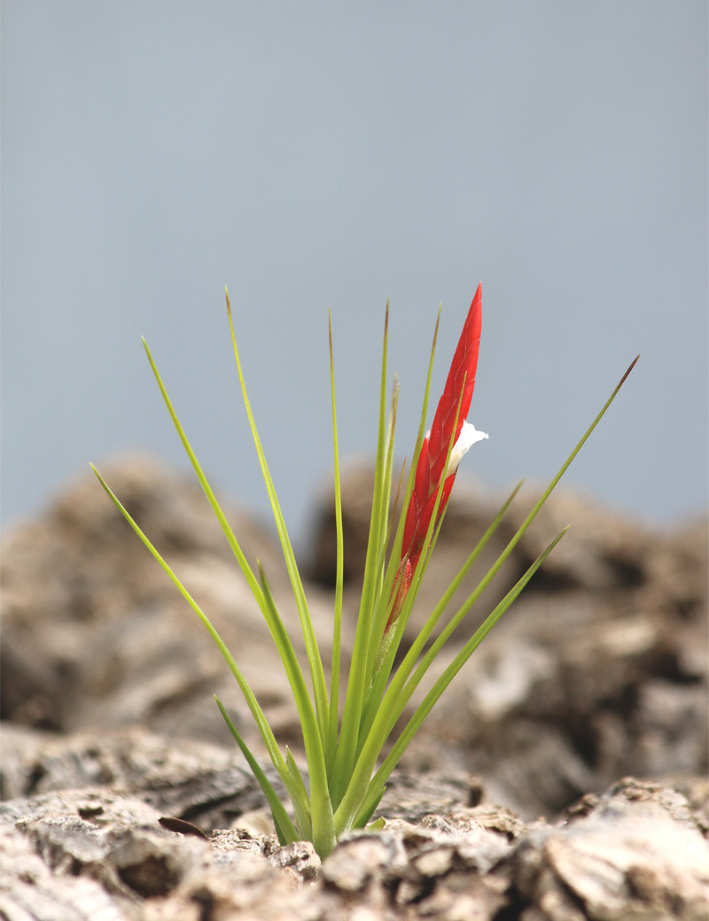 Tillandsia caulescens en fleur