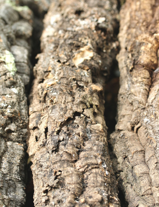 Cork oak branch - 30 to 40cm