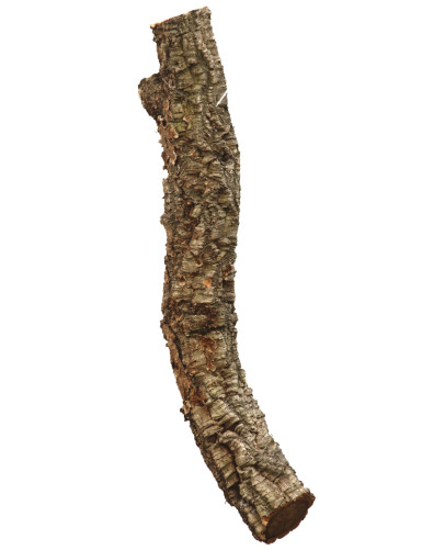 Branche de chêne liège - 30 à 40cm