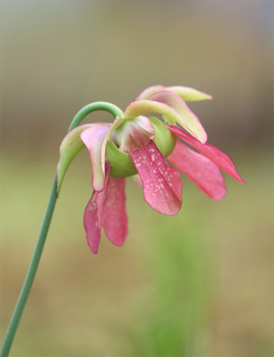 Carnivorous plant Sarracenia x mardi gras