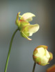 Carnivorous plants Sarracenia flava var. cuprea