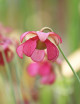Plante carnivore Sarracenia purpurea 'Sorrow'