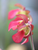 Plante carnivore Sarracenia leucophylla 'hybride'