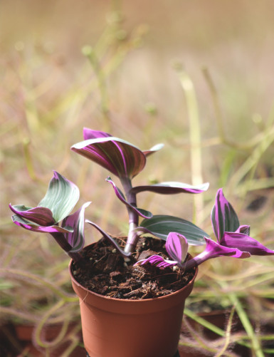 Tradescantia nanouk terrarium plants