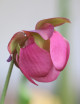 Carnivorous plant Sarracenia purpurea hybrid