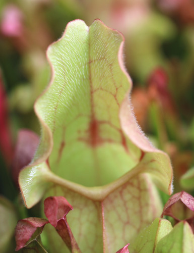 Plante carnivore Sarracenia purpurea hybride
