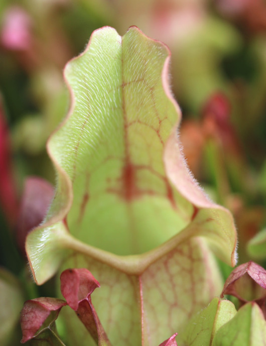 Plante carnivore Sarracenia purpurea hybride