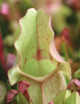 Carnivorous plant Sarracenia purpurea hybrid