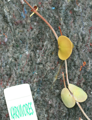 Dischidia platyphylla | To...