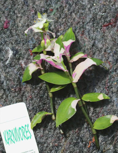 Tradescantia 'blushing...
