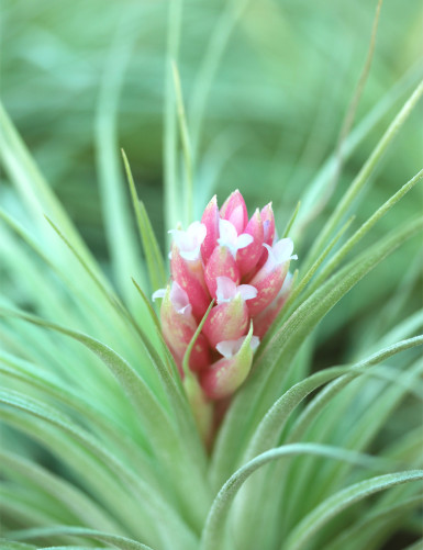 Tillandsia Houston fille de l'air