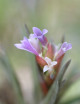 Tillandsia neglecta fille de l'air