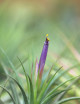 Tillandsia scaposa - 8 à 10 cm fille de l'air