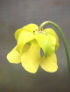 Plante carnivore Sarracenia flava