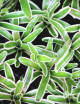 Plante terrarium Neoregelia schultesiana 'Hawaii' variegata