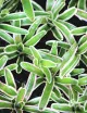Plante terrarium Neoregelia schultesiana 'Hawaii' variegata