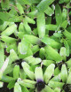 Plante terrarium Neoregelia gavionensis