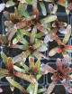 Plante terrarium Neoregelia 'Adonis'