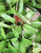 Plante terrarium Neoregelia 'Ajax'