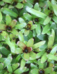 Plante terrarium Neoregelia schultesiana 'Hawaii'