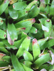 Plante terrarium Neoregelia abendrothae