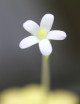 Plante carnivore Pinguicula agnata
