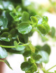 Plants terrariums Pilea quickly