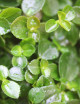 Plants terrariums Pilea quickly