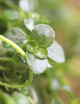 Plants terrariums Pilea quickly