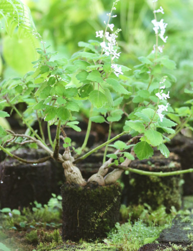 Plectranthus raciné in tree...