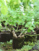 Plectranthus raciné en xaxim