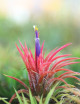 Tillandsia ionantha 'Mexico' - 7 à 9 cm fille de l'air