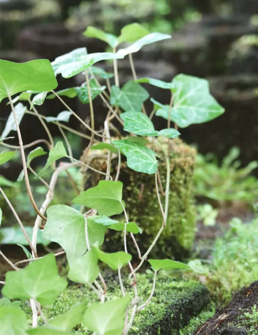 Lierre 1,80m - Hedera helix raciné en xaxim