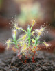 Drosera scorpioides plante carnivore
