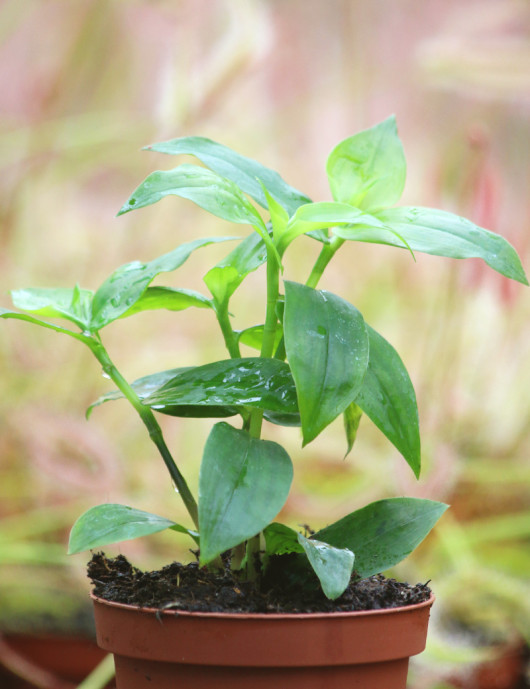 Plantes terrariums Tradescantia fluminensis