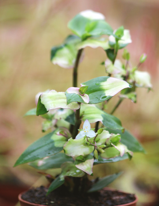 Plantes terrariums Tradescantia 'blushing bride'
