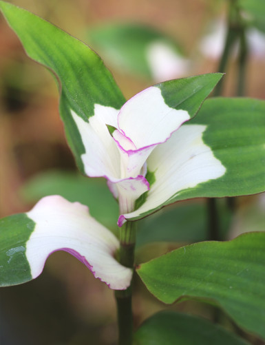 Tradescantia 'blushing bride' | For transplanting