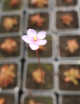 Drosera venusta plante carnivore