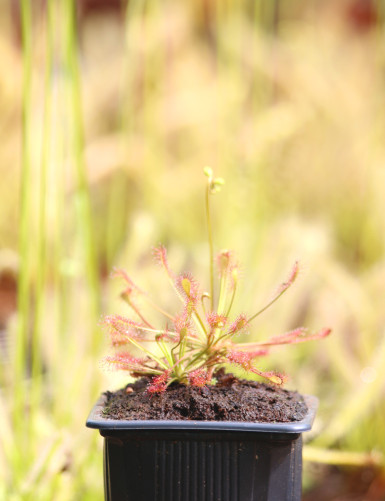 Drosera intermedia plante carnivore