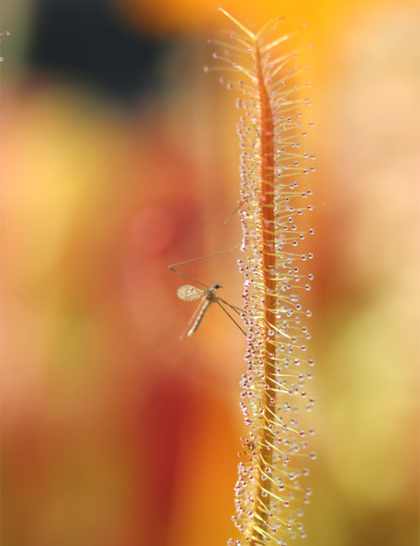 Drosera binata 'copper leaves' carnivorous plant