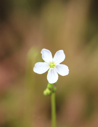 Drosera x hybrida plante carnivore