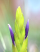 Tillandsia tricolor var. melanocrater fille de l'air