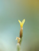 Tillandsia loliacea - 3 to 4 cm air plant