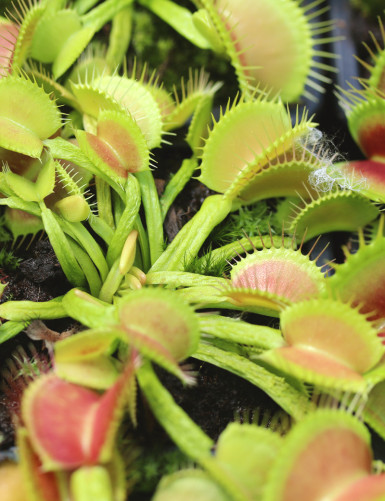 Dionaea muscipula 'Schuppenstiel' Plante carnivore