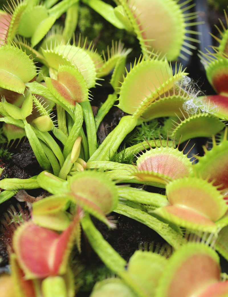 Dionaea muscipula 'Schuppenstiel' Plante carnivore