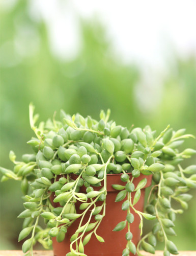 Senecio herreanus