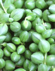 Senecio herreanus